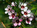 Chamelaucium Uncinatum